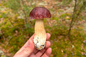 Рецепт: Белый гриб на зиму — Маринованные