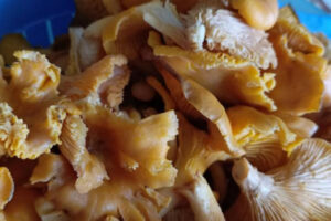 Рецепт: Грибной суп с лисичками — с картофелем и поджаркой